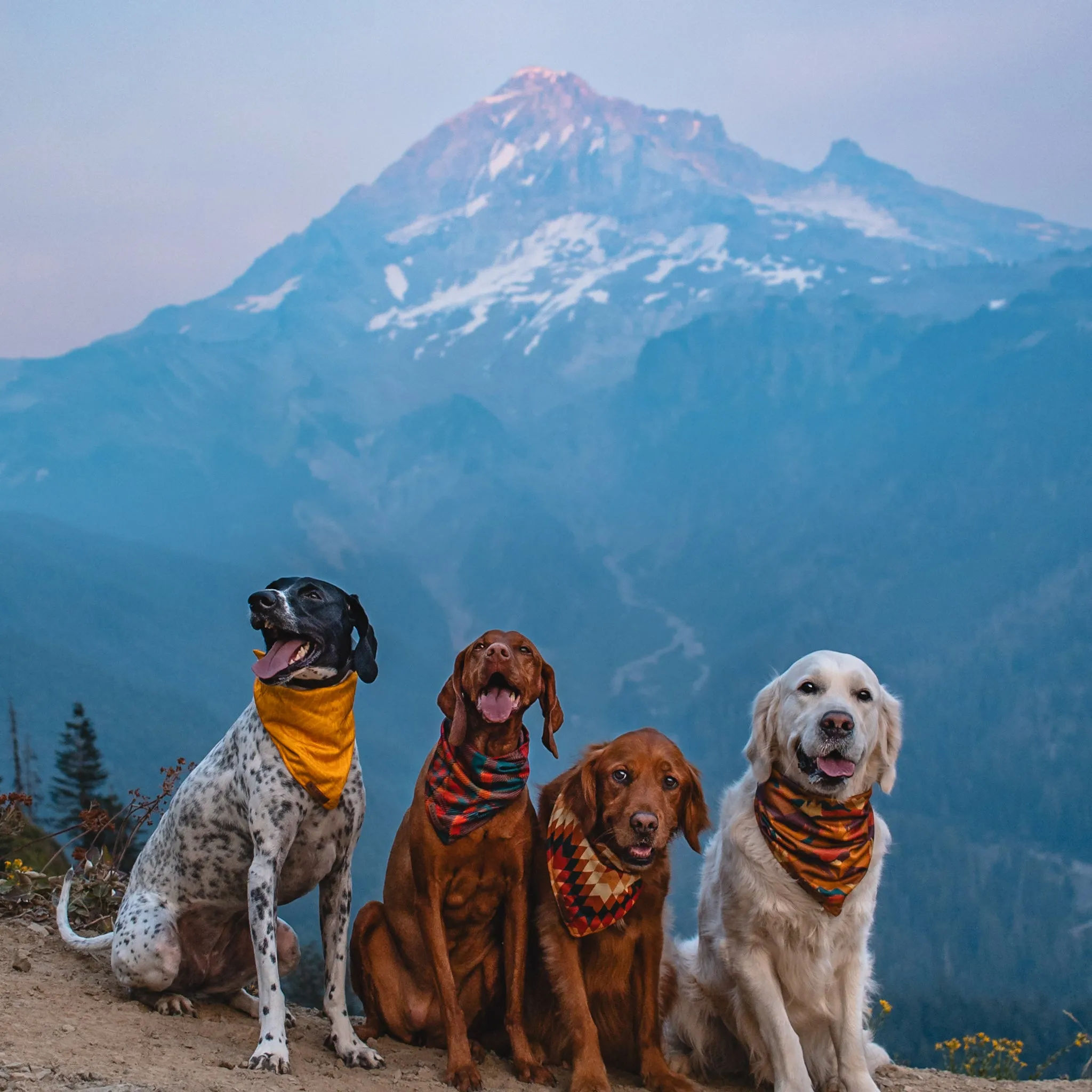 Autumn Air Bandana