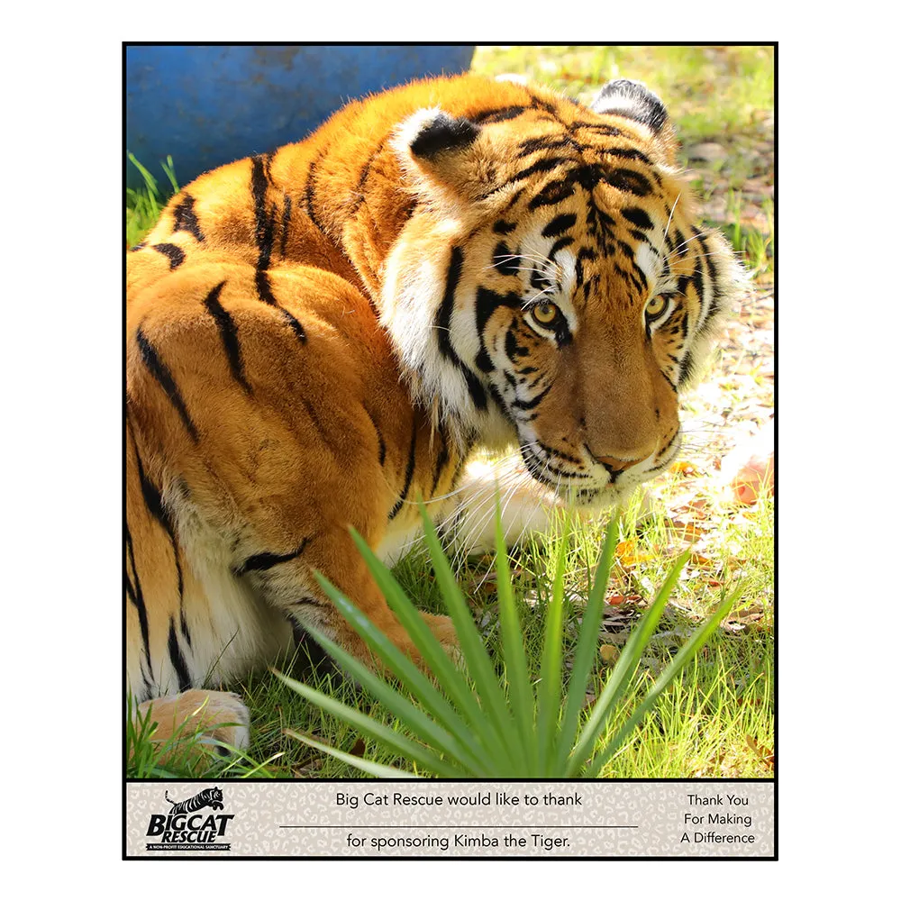 Download - Tiger Sponsorship