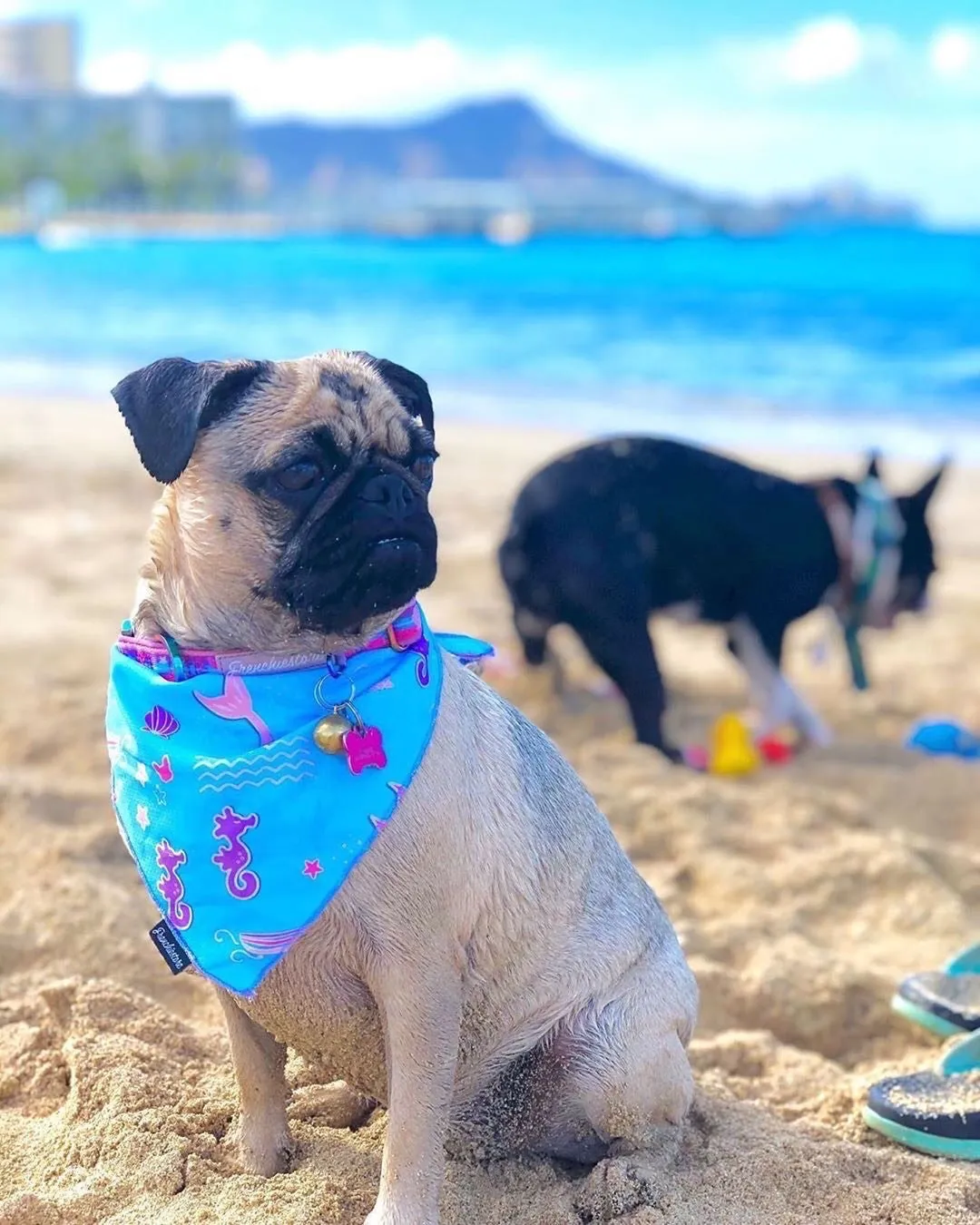 Frenchiestore Dog Cooling Bandana |  Mermazing
