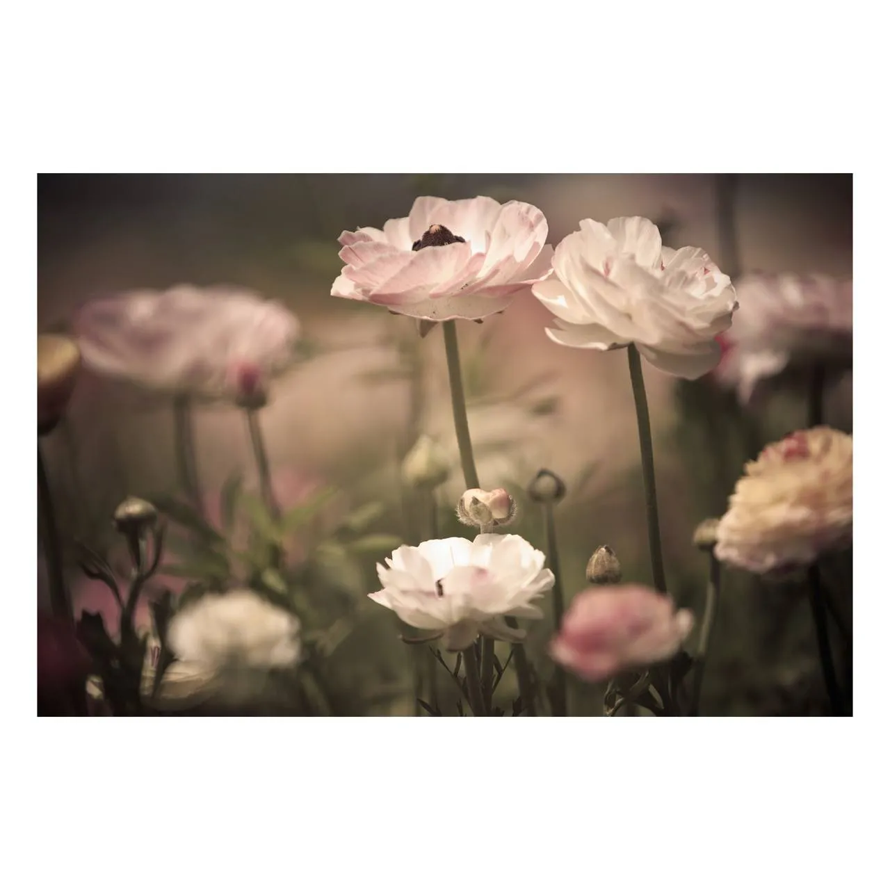 "Darkened Pastel Flowers" | Nature Photography Print