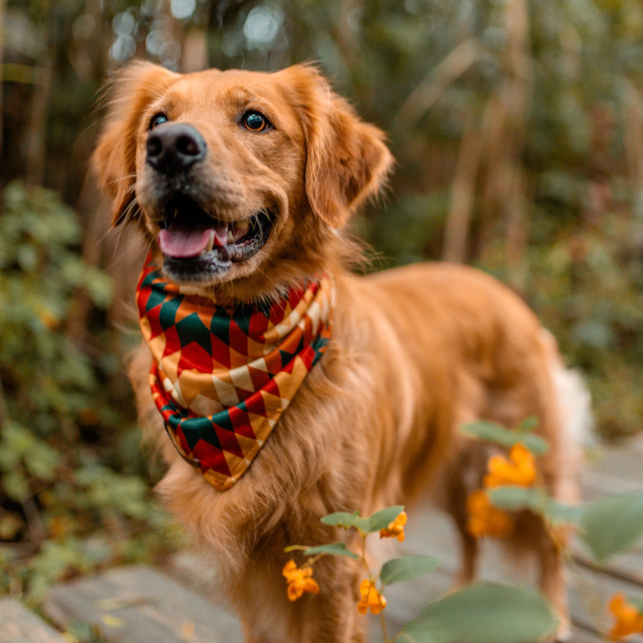 Russet Bandana