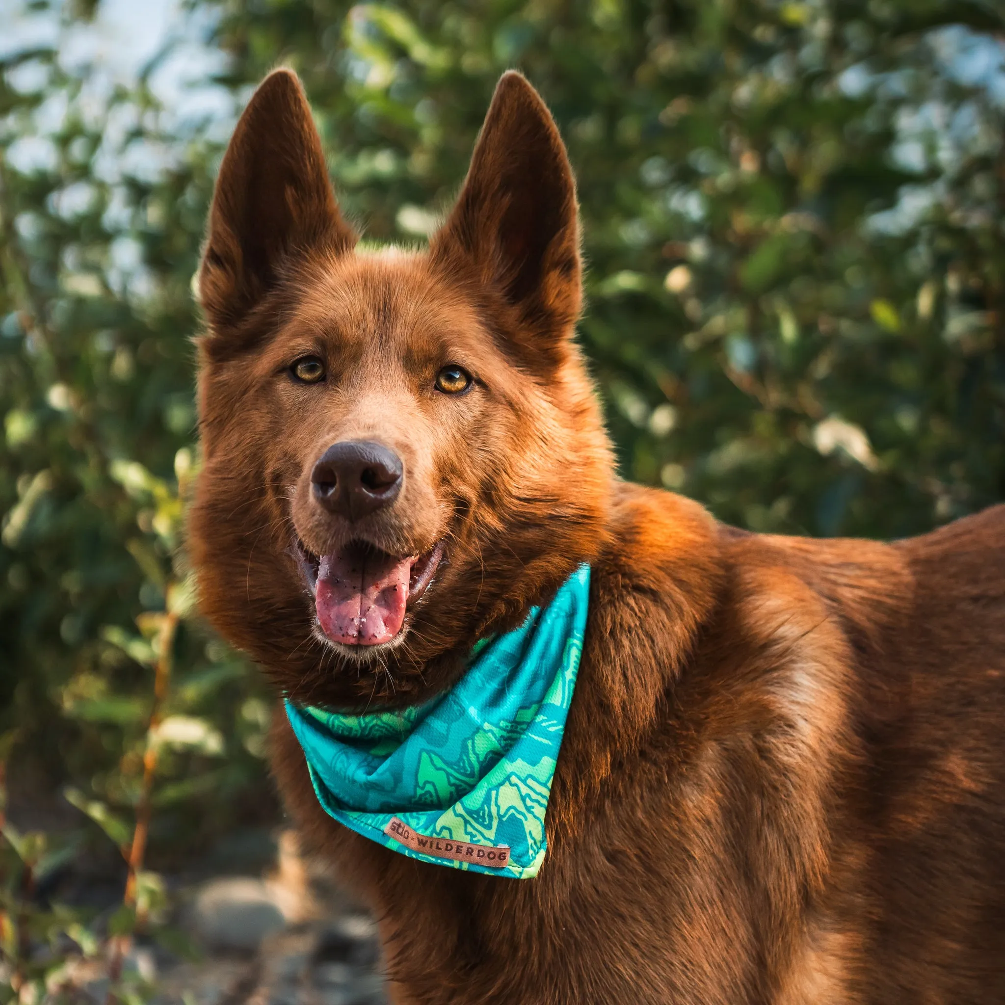 Wilderdog x Stio Bandana
