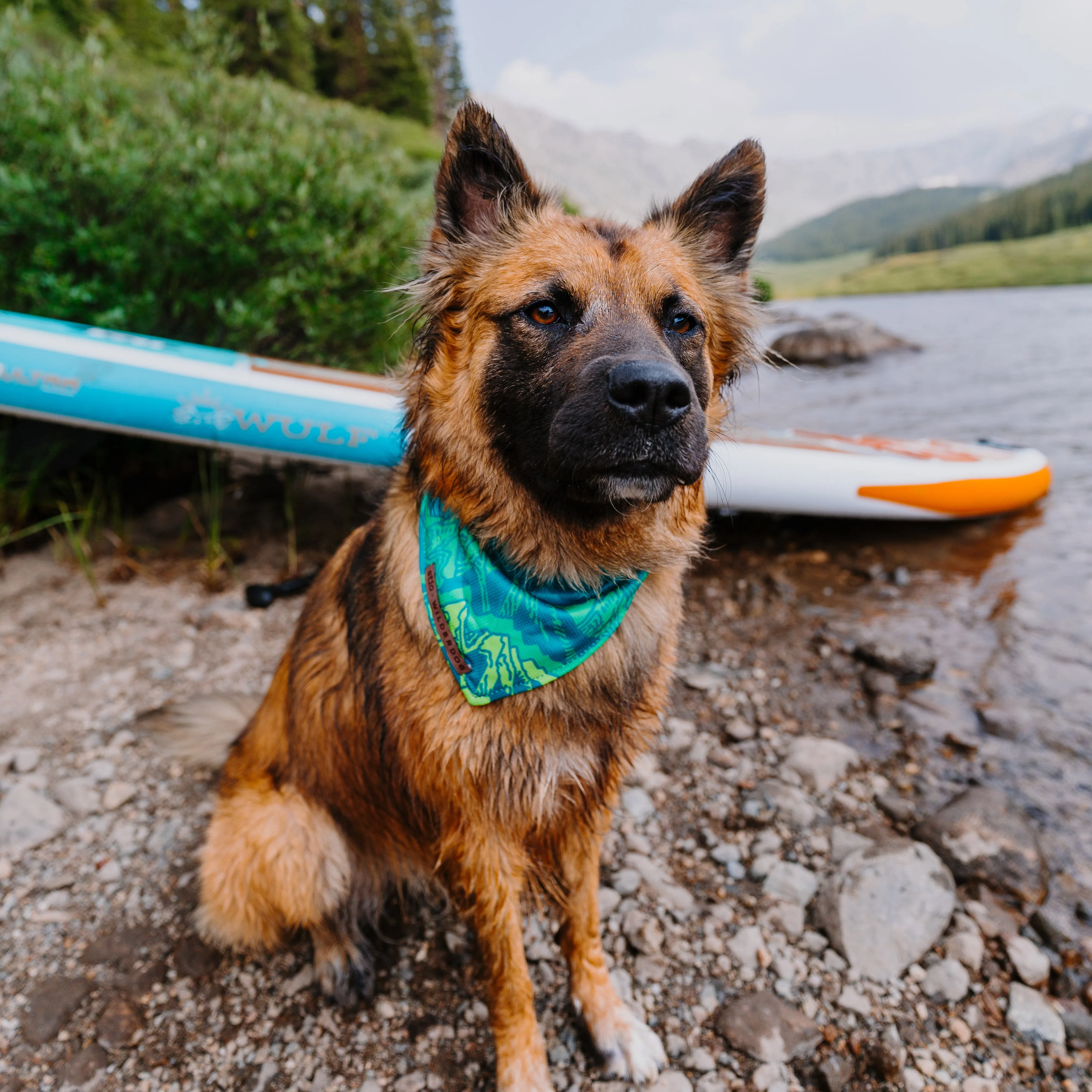 Wilderdog x Stio Bandana
