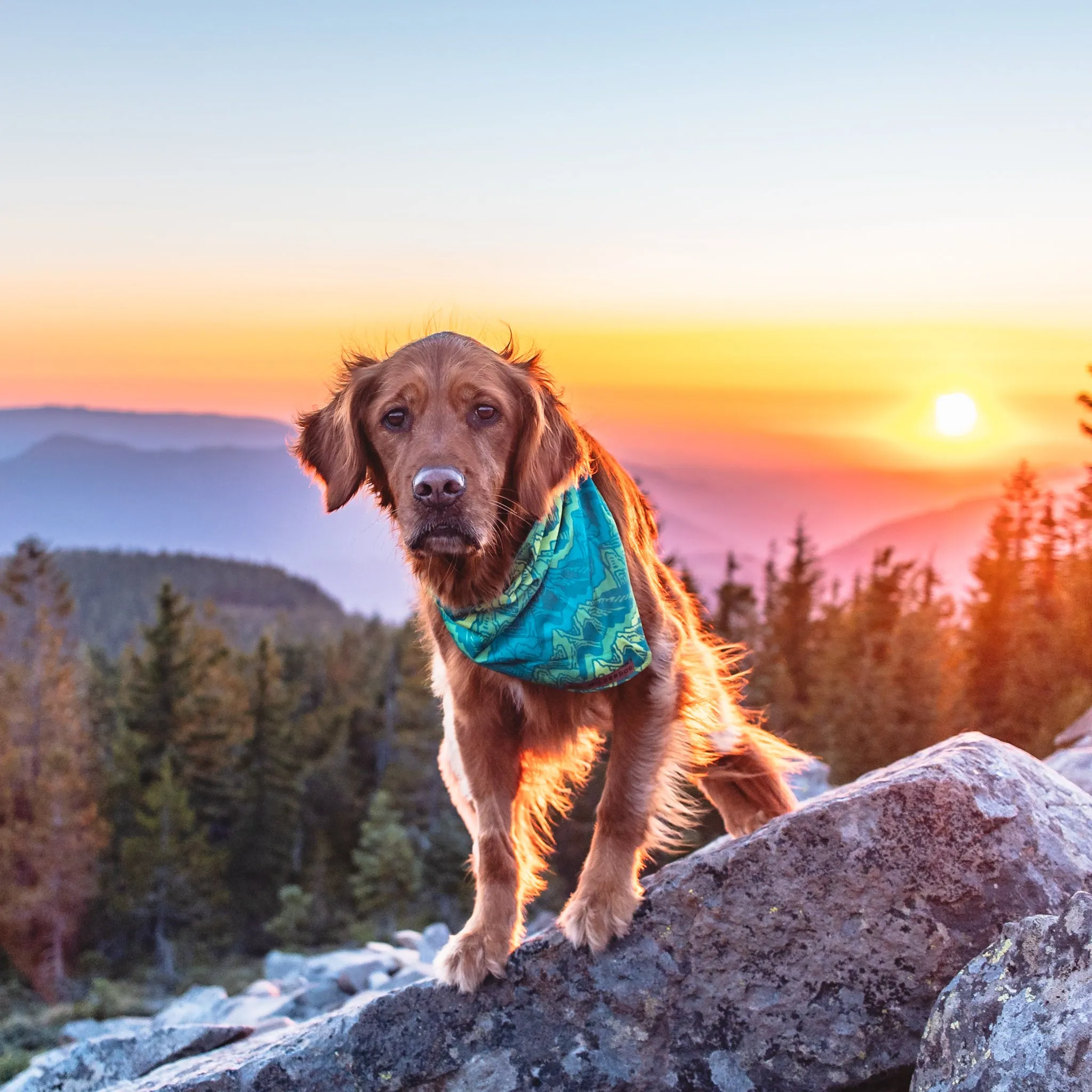 Wilderdog x Stio Bandana